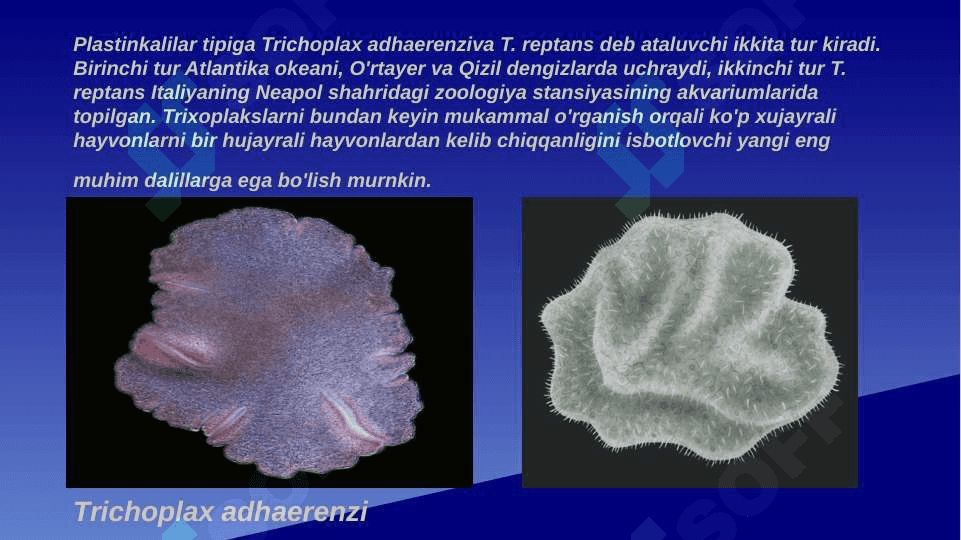 Plastinkalilar, G’ovaktanlilar va Taroqsimonlar tiplari 5