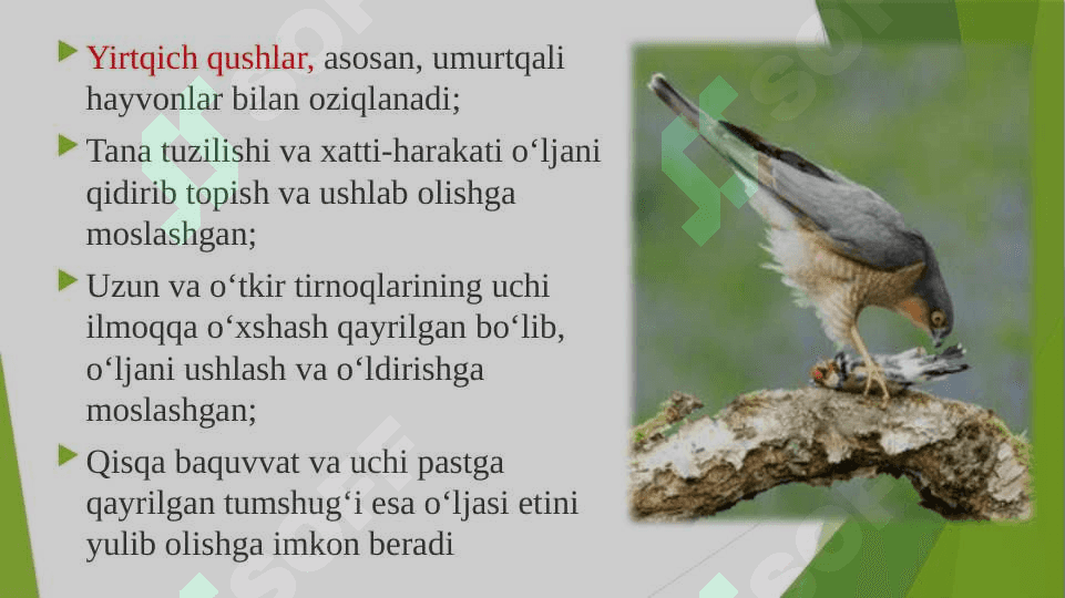 Yirtqich qushlar 2