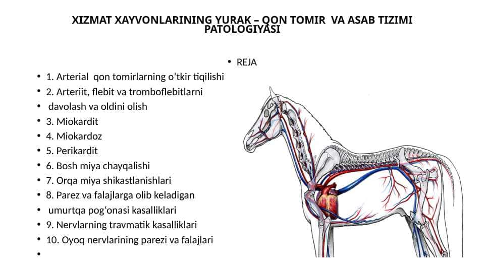 XIZMAT XAYVONLARINING YURAK – QON TOMIR  VA ASAB TIZIMI PATOLOGIYASI