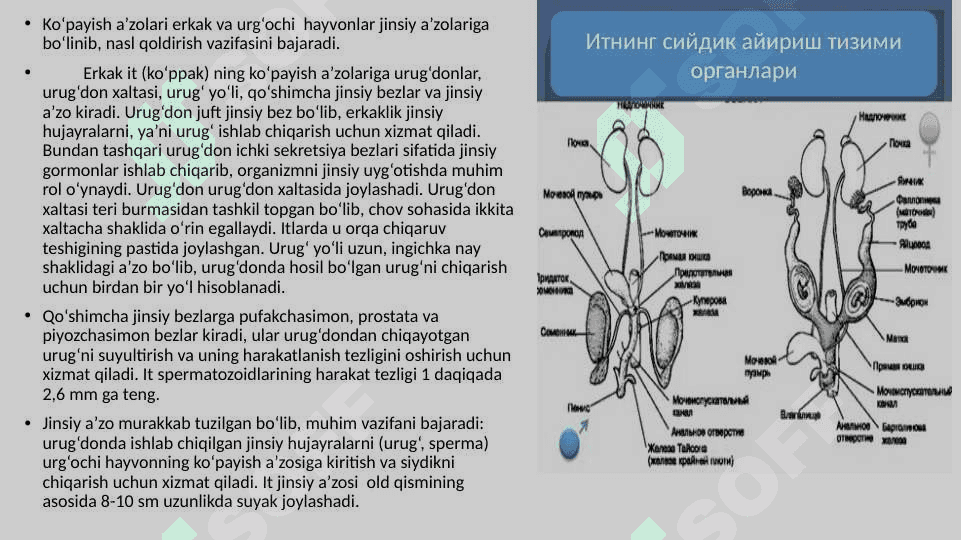 XIZMAT HAYVONLARINING AKUSHER-GINEKOLOGIK KASALLIKLARI 2