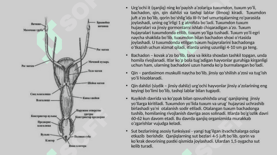 XIZMAT HAYVONLARINING AKUSHER-GINEKOLOGIK KASALLIKLARI 3
