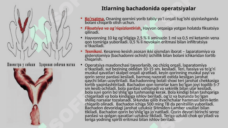 XIZMAT HAYVONLARINING AKUSHER-GINEKOLOGIK KASALLIKLARI 4