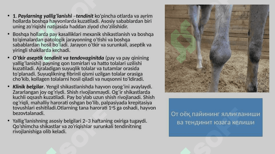 XIZMAT HAYVONLARINING JARROHLIK KASALLIKLARI 2