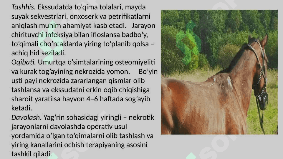 XIZMAT HAYVONLARINING JARROHLIK KASALLIKLARI 6