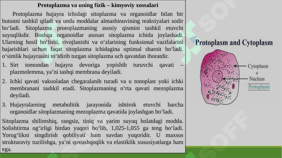 O’simlik hujayrasining tuzilishi 3