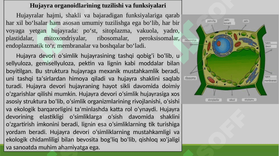 O’simlik hujayrasining tuzilishi 4