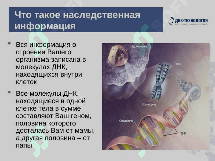 Обыкновенное чудо генетики 2