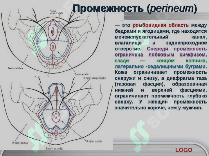 Промежность 3