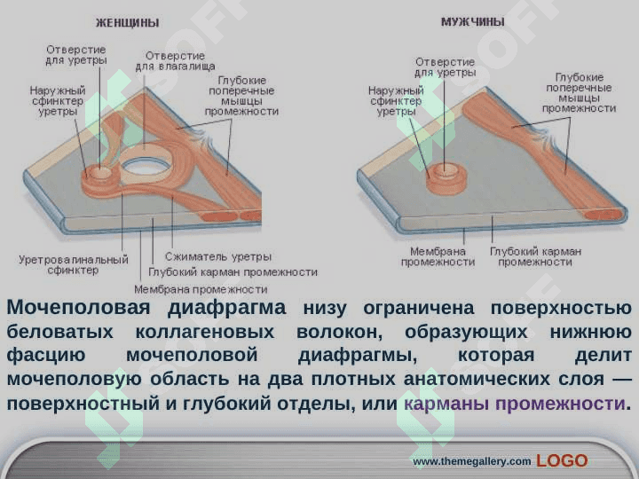 Промежность 7