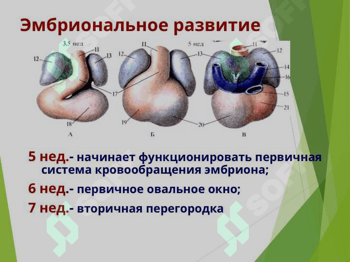 АНАТОМО-ФИЗИОЛОГИЧЕСКИЕ ОСОБЕННОСТИ СЕРДЕЧНО-СОСУДИСТОЙ СИСТЕМЫ  У ДЕТЕЙ 5