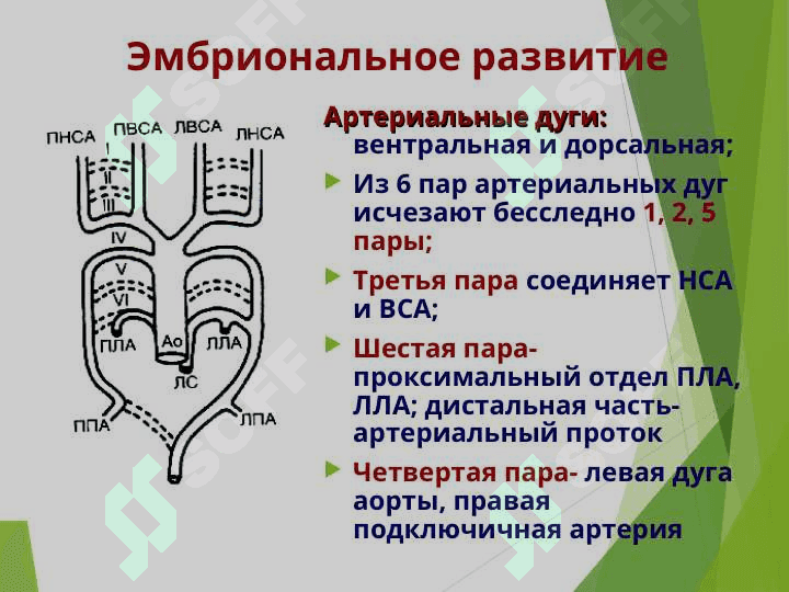 АНАТОМО-ФИЗИОЛОГИЧЕСКИЕ ОСОБЕННОСТИ СЕРДЕЧНО-СОСУДИСТОЙ СИСТЕМЫ  У ДЕТЕЙ 6