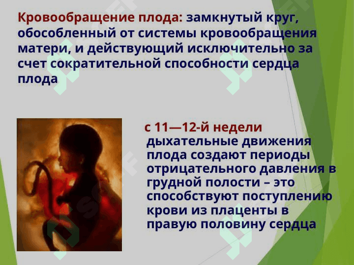 АНАТОМО-ФИЗИОЛОГИЧЕСКИЕ ОСОБЕННОСТИ СЕРДЕЧНО-СОСУДИСТОЙ СИСТЕМЫ  У ДЕТЕЙ 7