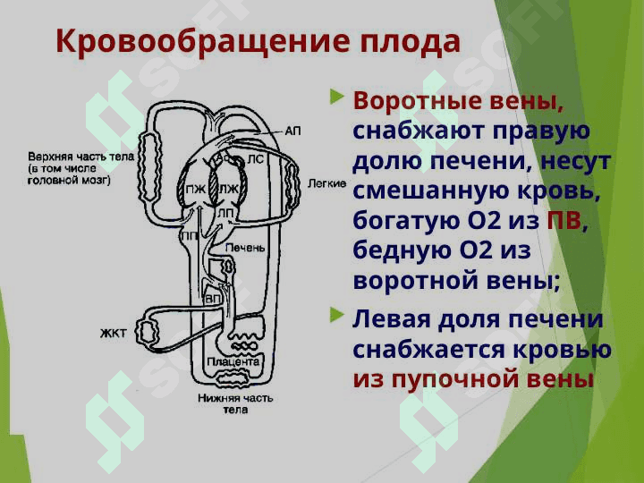 АНАТОМО-ФИЗИОЛОГИЧЕСКИЕ ОСОБЕННОСТИ СЕРДЕЧНО-СОСУДИСТОЙ СИСТЕМЫ  У ДЕТЕЙ 8