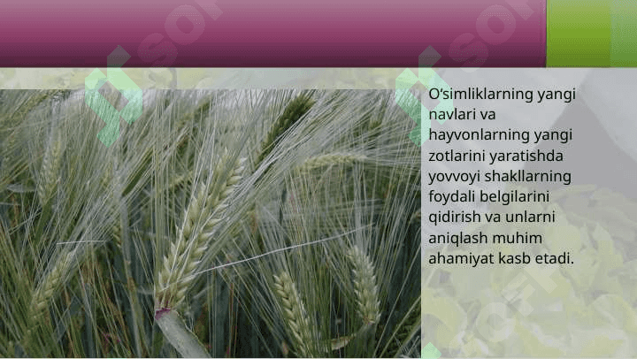 O'simliklarning kelib chiqish tarixi va organlarning paydo bo'lishi 3