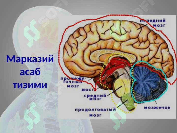 Дизартрияни ўрганишнинг илмий назарий асослари 7