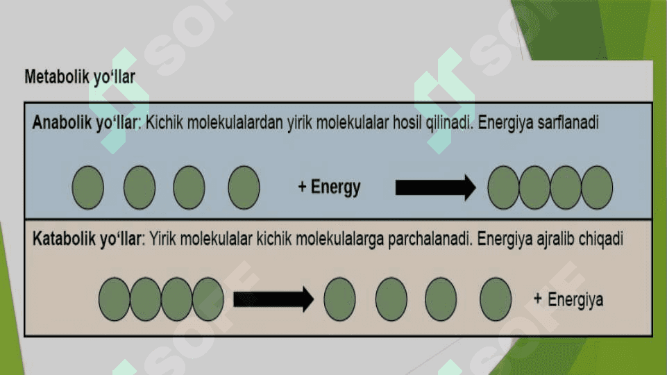 Katabolizmning umumiy yo`llari 4