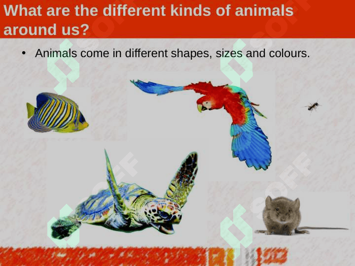 GROUPS OF ANIMALS 3