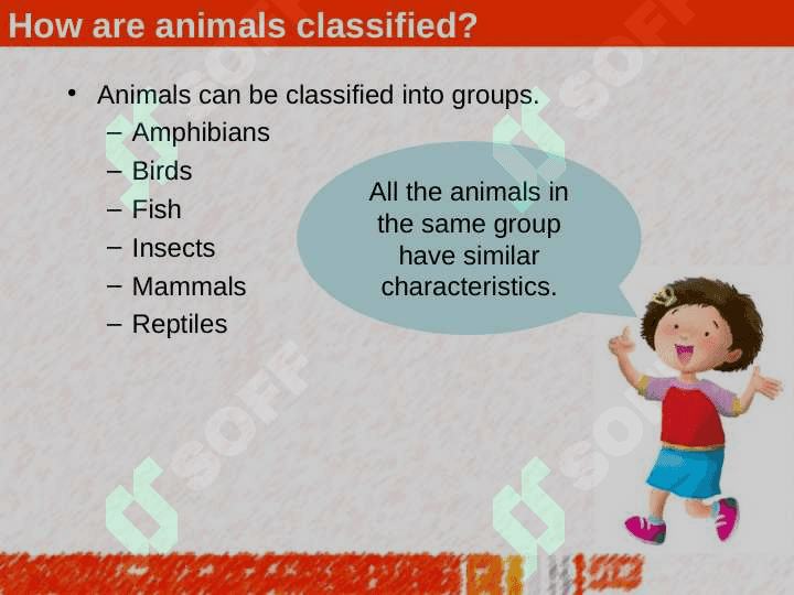 GROUPS OF ANIMALS 4