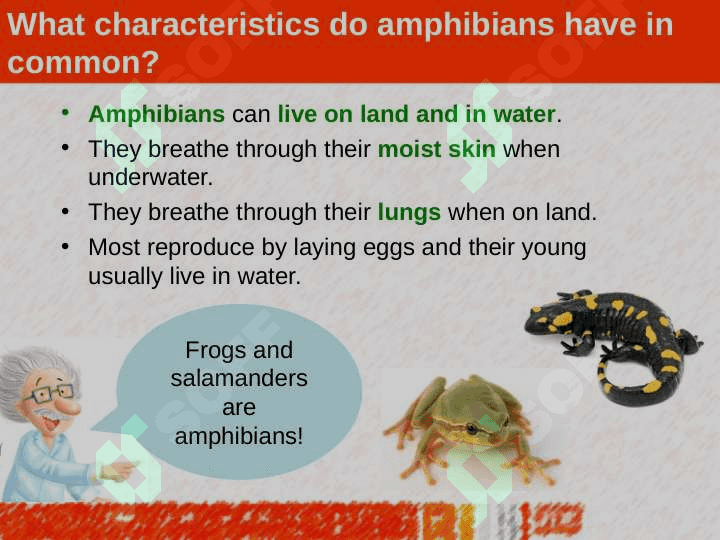 GROUPS OF ANIMALS 5