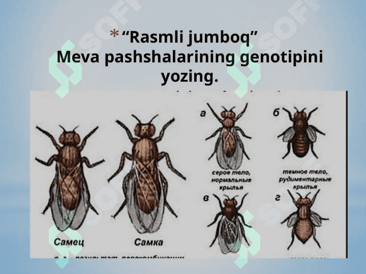 Belgilarning birikgan holda irsiylanishi 3