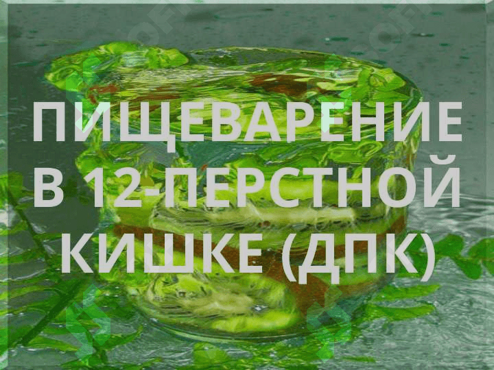ПИЩЕВАРЕНИЕ В КИШЕЧНИКЕ 3