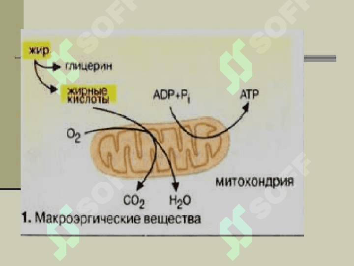 Строение функции и метоболизим липидов 3