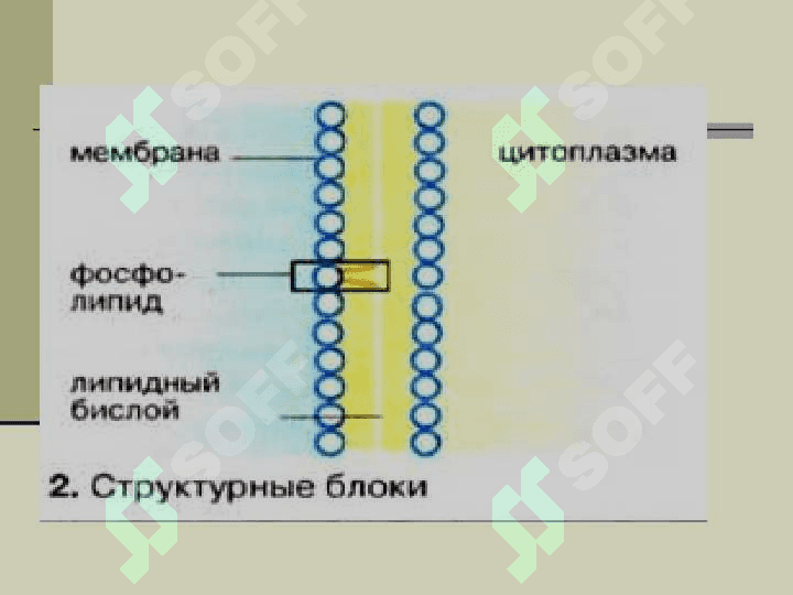 Строение функции и метоболизим липидов 4