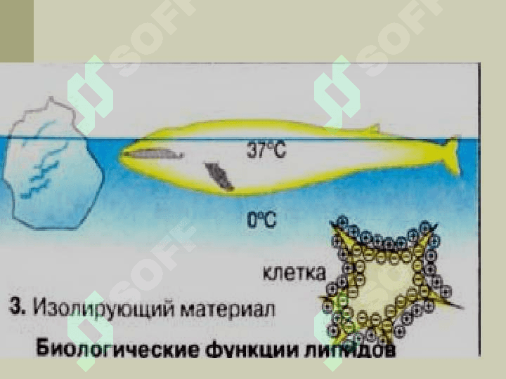Строение функции и метоболизим липидов 5