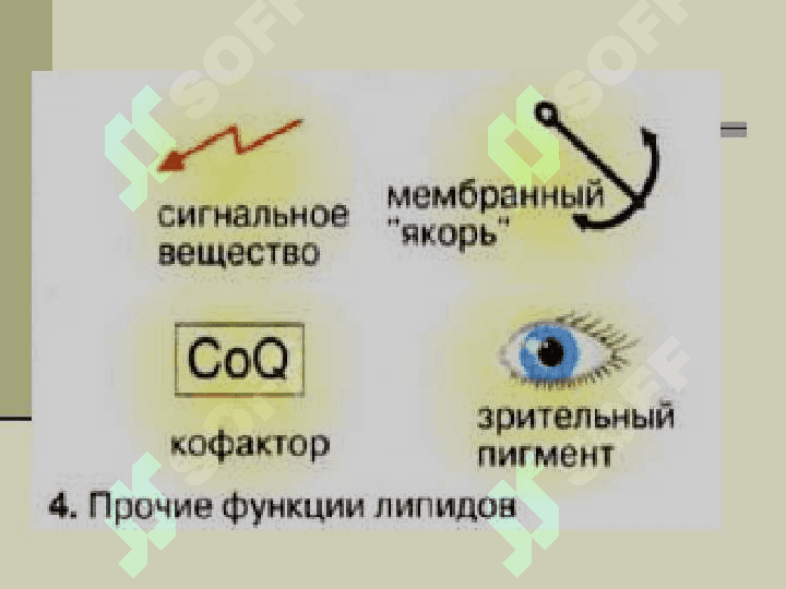 Строение функции и метоболизим липидов 6