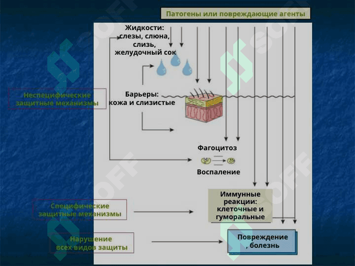 Патофизиология воспаления 4