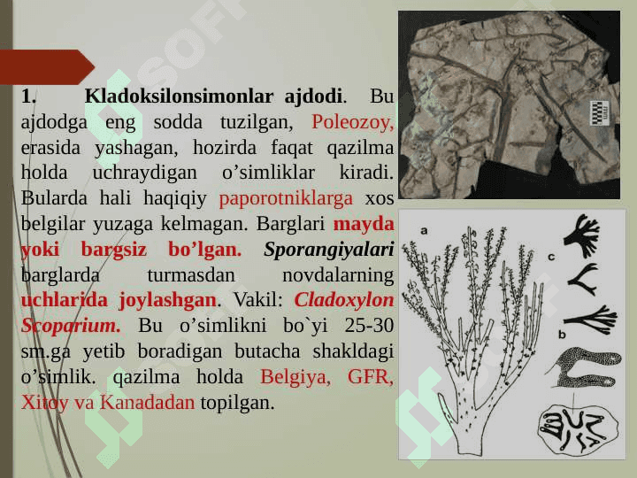 QIRQQULOQTOIFA (ROLYPODIOPHYTA) O’SIMLIKLAR BO’LIMI 6