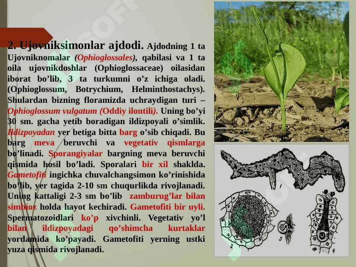 QIRQQULOQTOIFA (ROLYPODIOPHYTA) O’SIMLIKLAR BO’LIMI 7