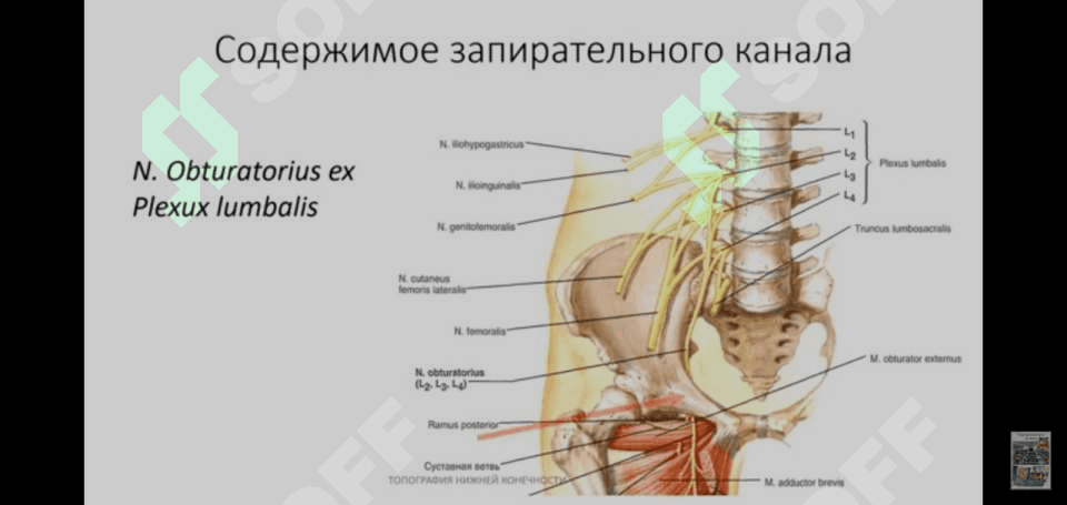 Oyoqning klinik anatomiyasi 4