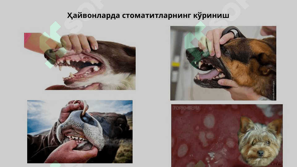 XIZMAT HAYVONLARINING HAZM ORGANLARI VA MODDA ALMASHINUVI BUZILISHLARI PATOLOGIYASI 3