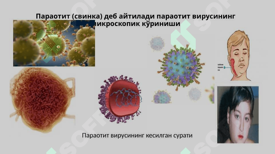 XIZMAT HAYVONLARINING HAZM ORGANLARI VA MODDA ALMASHINUVI BUZILISHLARI PATOLOGIYASI 5