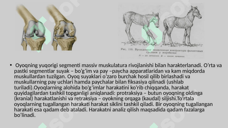 XIZMAT HAYVONLARINING HAZM ORGANLARI VA MODDA ALMASHINUVI BUZILISHLARI PATOLOGIYASI 2