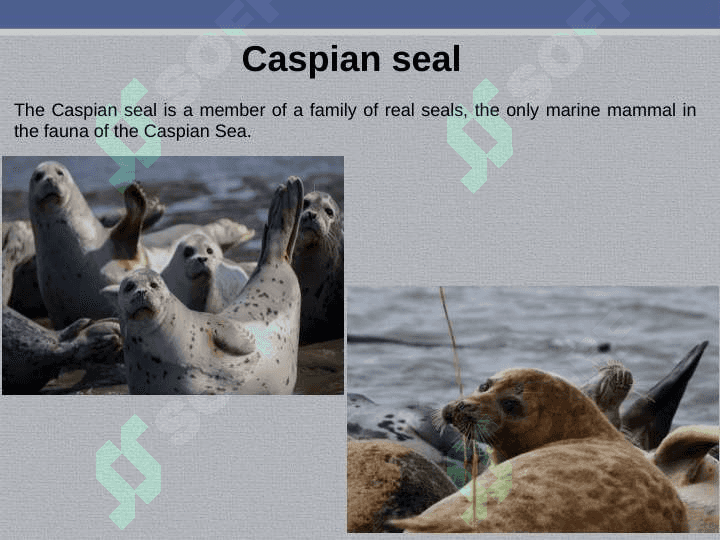Death of animals 2