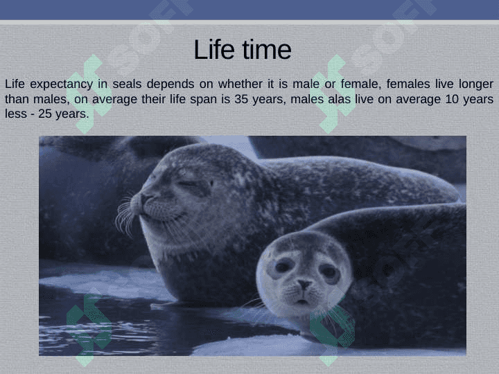 Death of animals 4