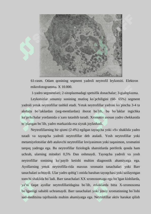 Leykotsitlar (leucocyti) 5