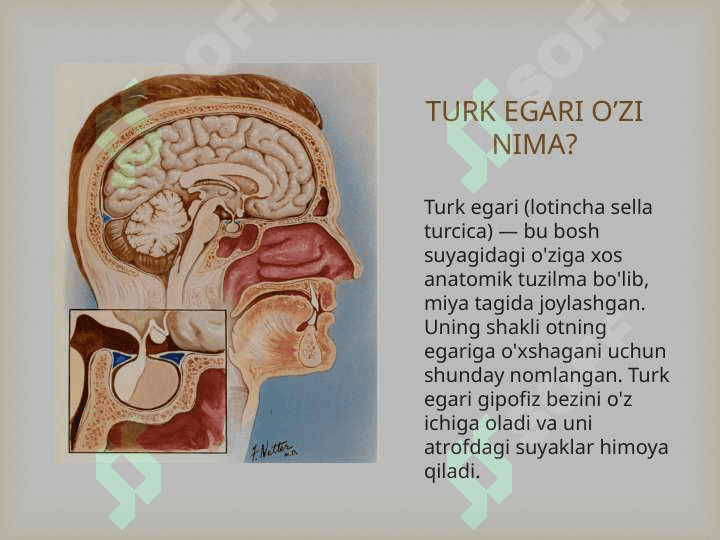 Bo`sh turk egari sindromi 2