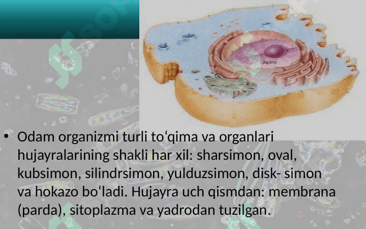 Odam organizmining hujayraviy tuzilishi 6
