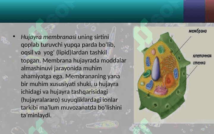 Odam organizmining hujayraviy tuzilishi 7