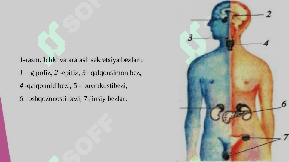 Endokrin sistemasining fiziologiyasi 6