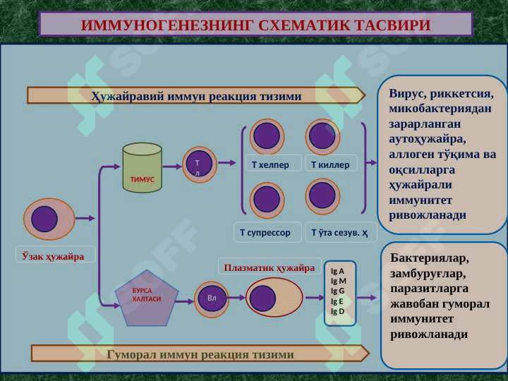 ИММУНОПАТОЛОГИК ЖАРАЁНЛАР 2