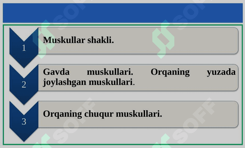 Muskullar shakli. Gavda muskulari. 2