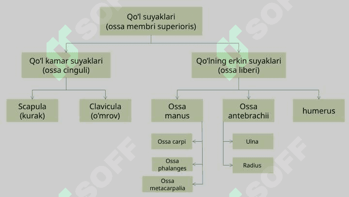 Qo’l suyaklari 3