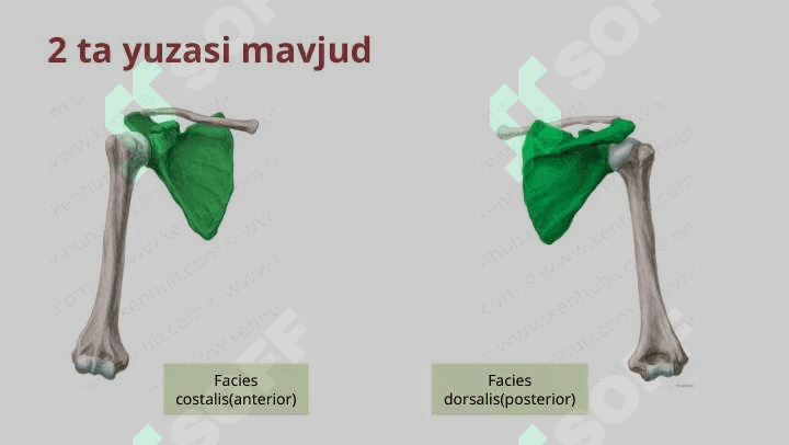 Qo’l suyaklari 7