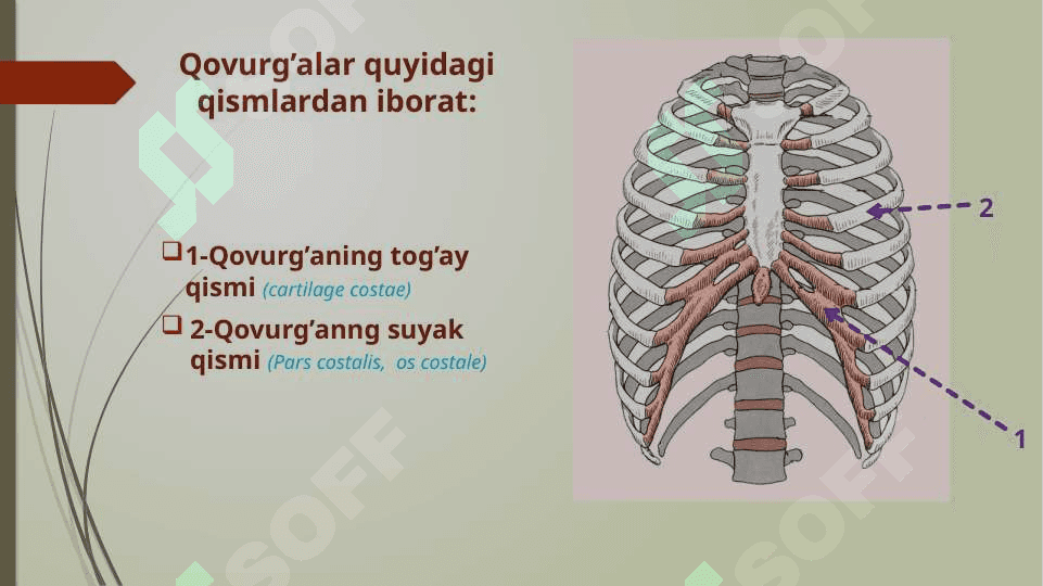 Qovurg’alar 2