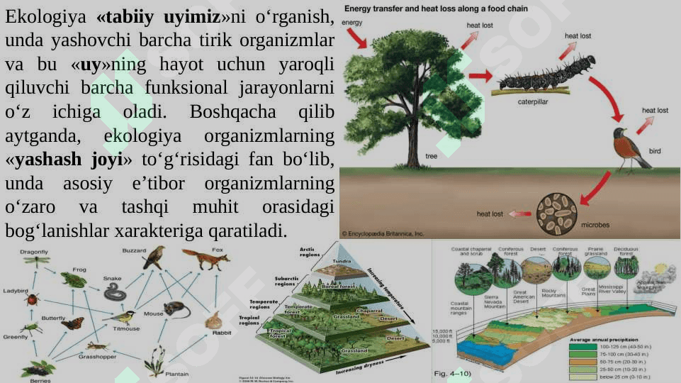 Ekologya kursi, vazifasi, maqsadi, tuzilmasi va tarixi, fanning o`rganish usullari 2