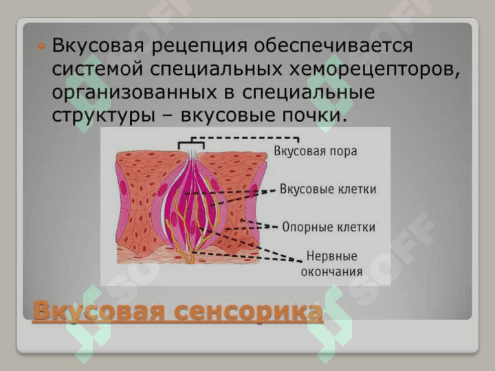 Sensor retsepsiya.Teri analizatorining  lokalizatsiyasini aniqlash. 4